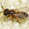 Comment différencier une guêpe d’une abeille ?