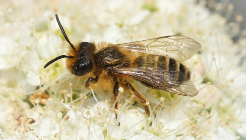 Comment différencier une guêpe d’une abeille ?
