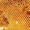 Comment reconnaître un nid d’abeille ?
