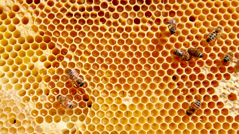 Comment reconnaître un nid d’abeille ?