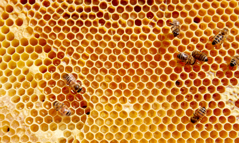 Comment reconnaître un nid d’abeille ?