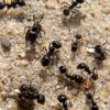 Que faire quand on découvre un nid d’insectes près de sa maison ?