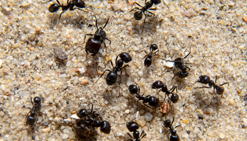 Que faire quand on découvre un nid d’insectes près de sa maison ?