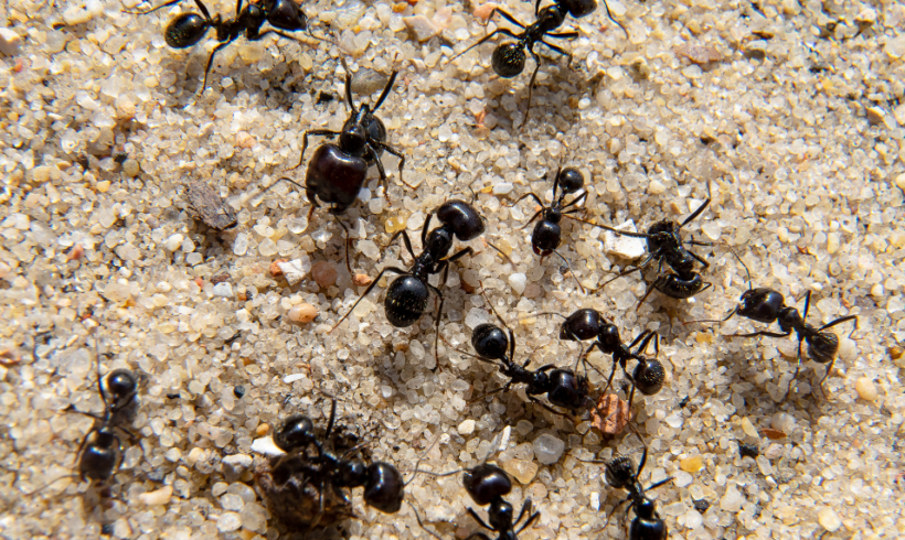 Que faire quand on découvre un nid d’insectes près de sa maison ?