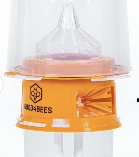 piège à frelons asiatiques