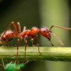 Comment reconnaître et soulager une piqûre de fourmi rouge ?