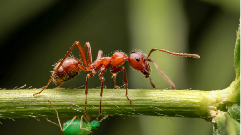 Comment reconnaître et soulager une piqûre de fourmi rouge ? Comment reconnaître et soulager une piqûre de fourmi rouge ?