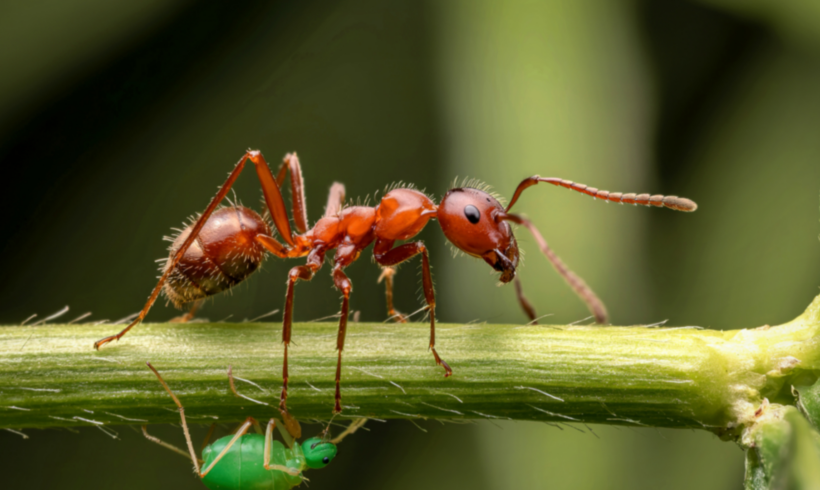 Comment reconnaître et soulager une piqûre de fourmi rouge ?