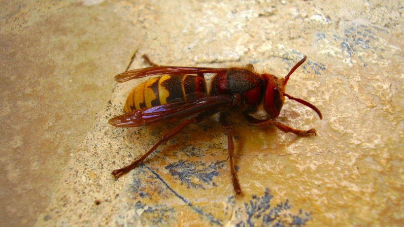 Piqûre de frelon asiatique : symptômes, dangers et bons réflexes
