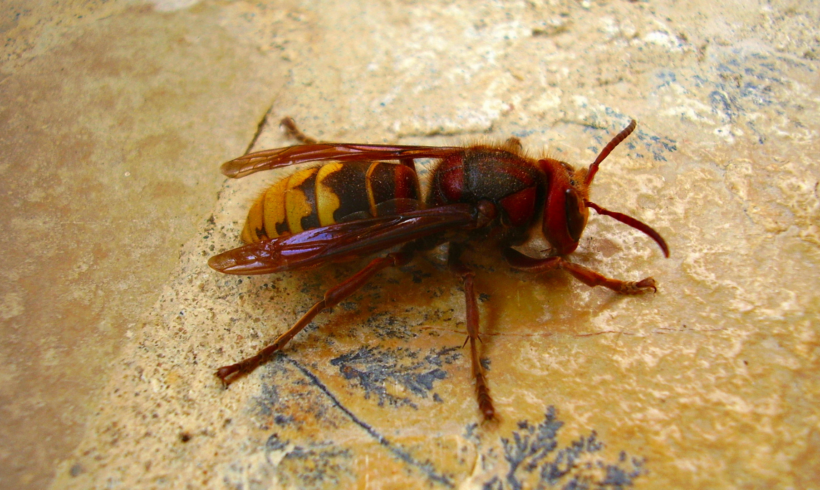 Piqûre de frelon asiatique : symptômes, dangers et bons réflexes