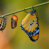Piège à papillon : pourquoi capturer les papillons avant l’apparition des chenilles ?