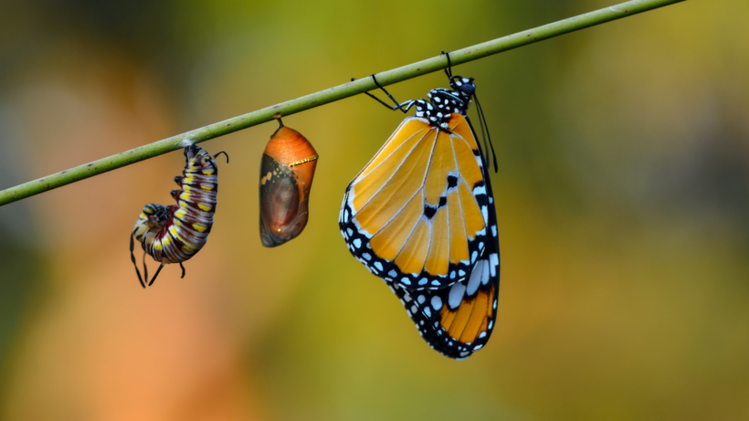 Piège à papillon : pourquoi capturer les papillons avant l’apparition des chenilles ?
