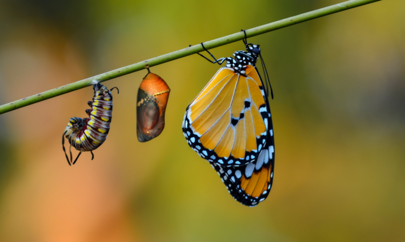 Piège à papillon : pourquoi capturer les papillons avant l’apparition des chenilles ?