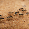 Boîte anti-fourmis : comment utiliser un appât sans pulvériser toute la maison ?