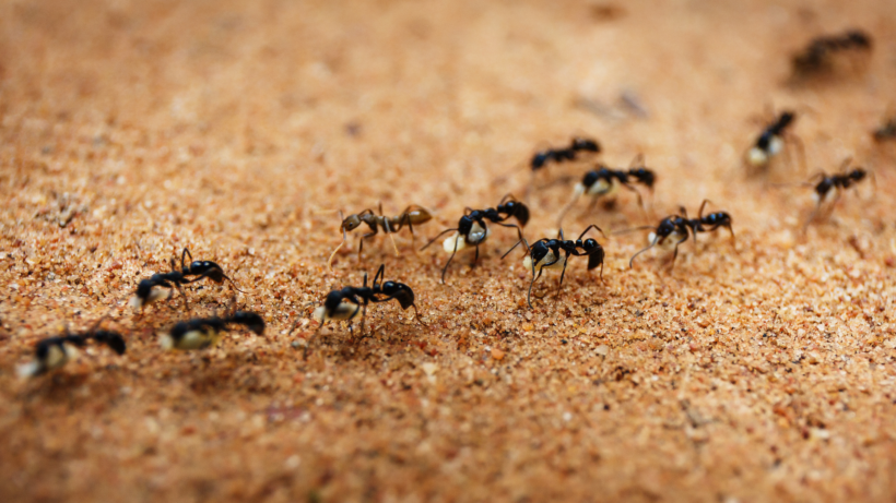 Boîte anti-fourmis : comment utiliser un appât sans pulvériser toute la maison ?