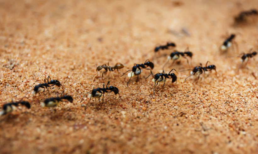 Boîte anti-fourmis : comment utiliser un appât sans pulvériser toute la maison ?