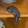 Rodenticide prêt à l’emploi : quelles précautions prendre autour des enfants et des animaux ?