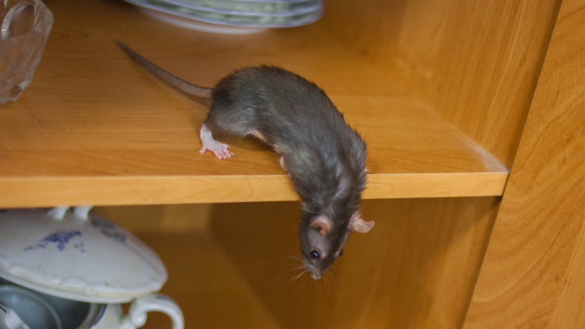 Rodenticide prêt à l’emploi : quelles précautions prendre autour des enfants et des animaux ?
