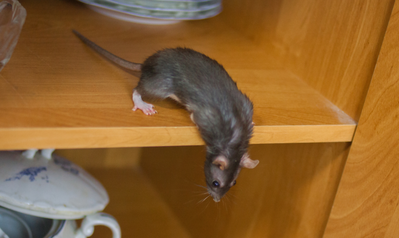 Rodenticide prêt à l’emploi : quelles précautions prendre autour des enfants et des animaux ?